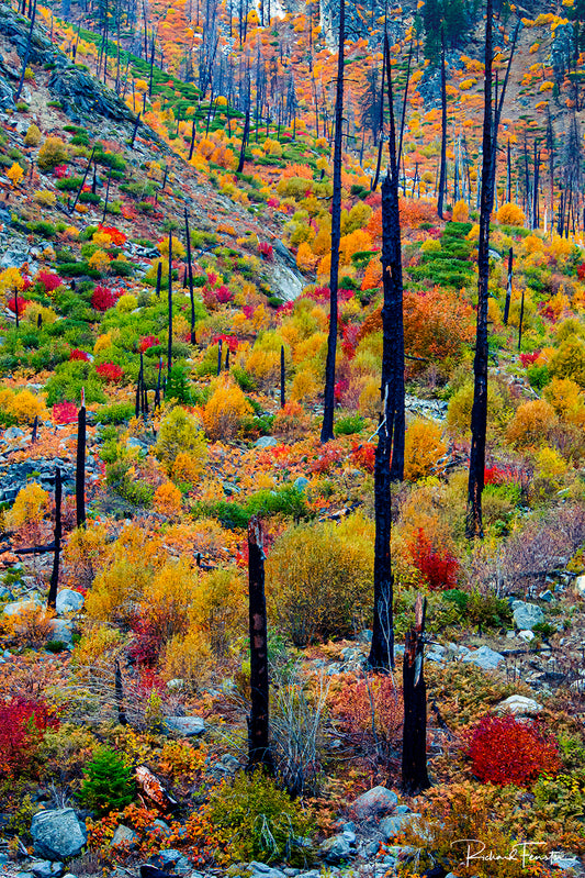 Landslide of Colour