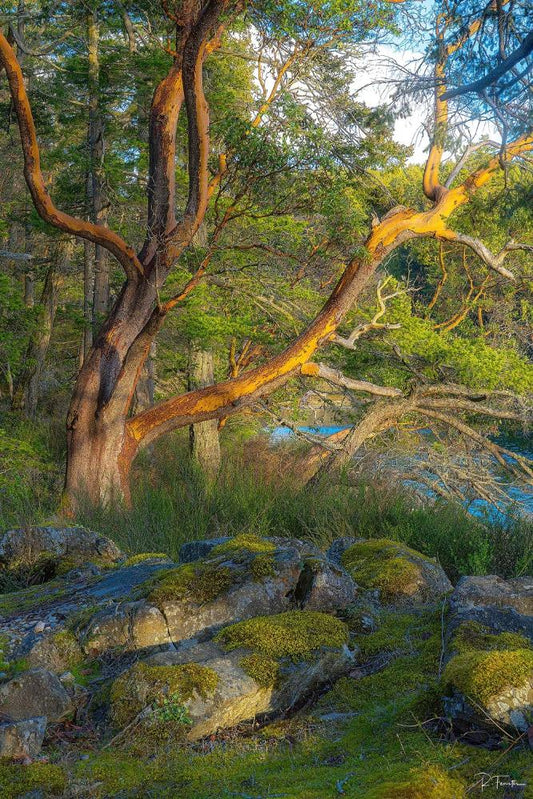 pender-island