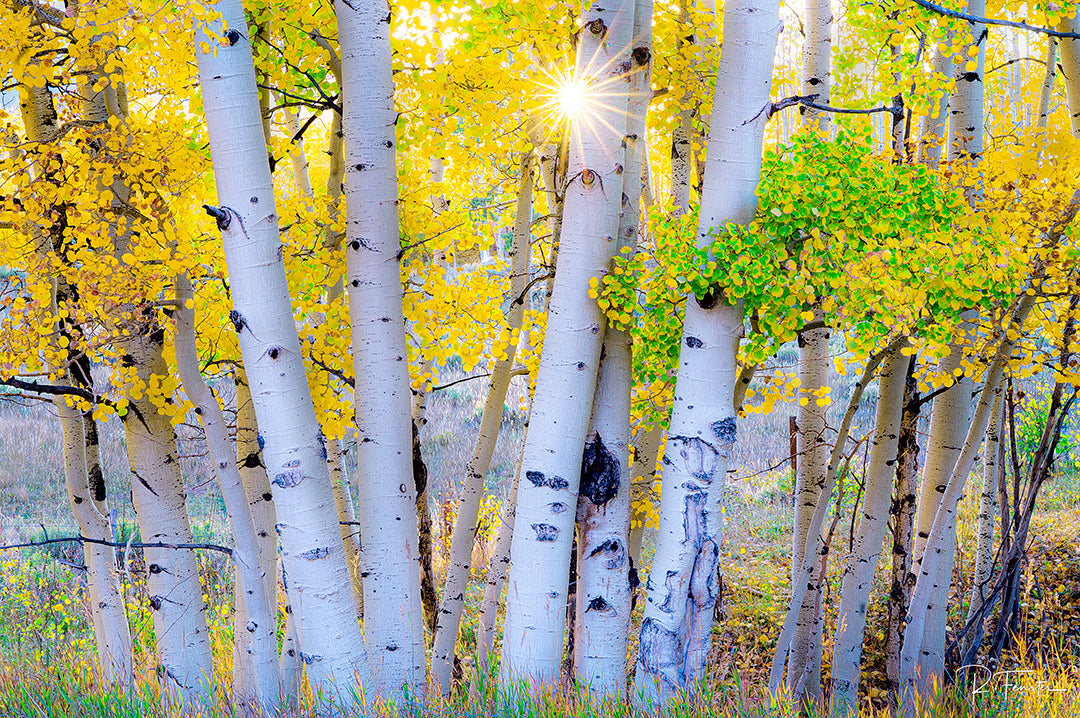 aspen strand