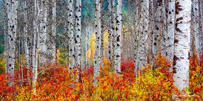 Blazing Aspens