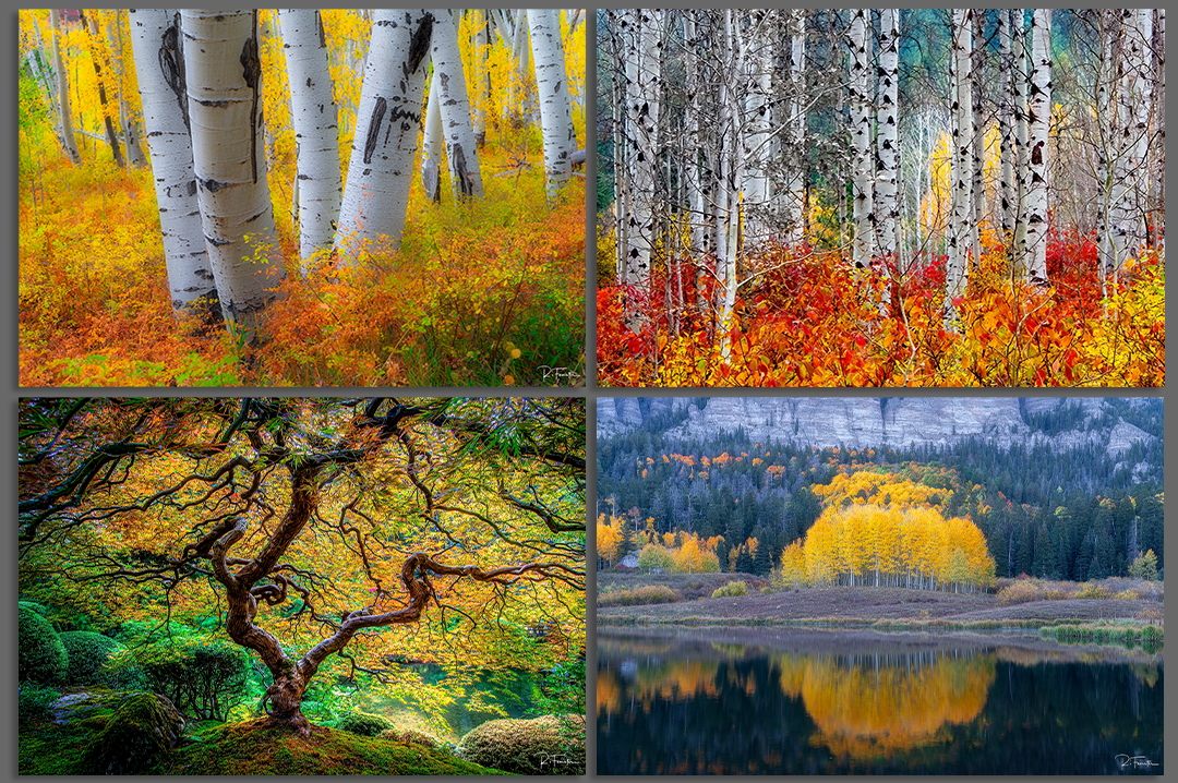 Fine Art Fall Color Photography