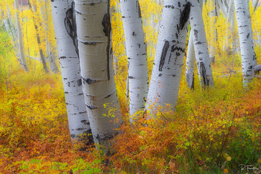 aspen trees in colorado