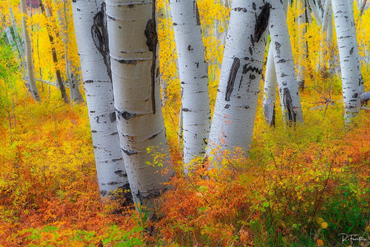 Glowing Aspens