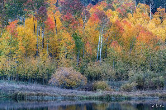 peacock lake