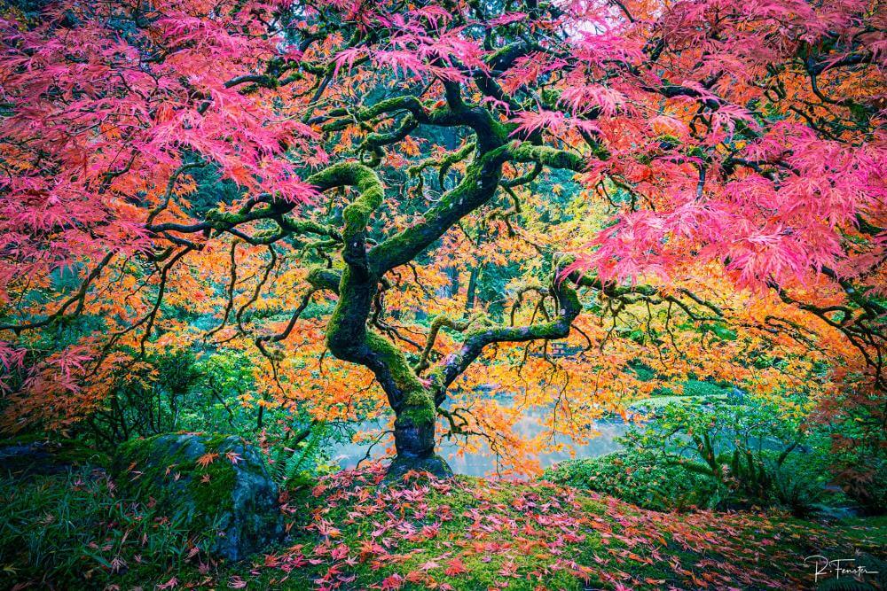 Vibrant autumn tree with pink and orange leaves, showcasing stunning fall colors in a serene landscape setting.