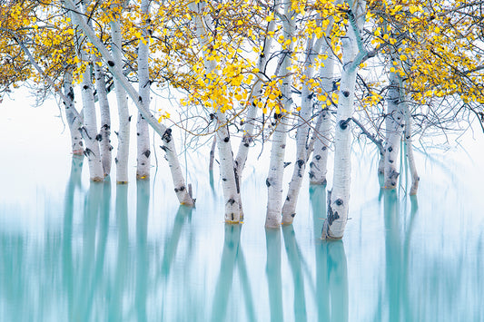 Sunken Aspens